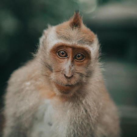 Villa Seremi Ubud Gianyar  Bagian luar foto